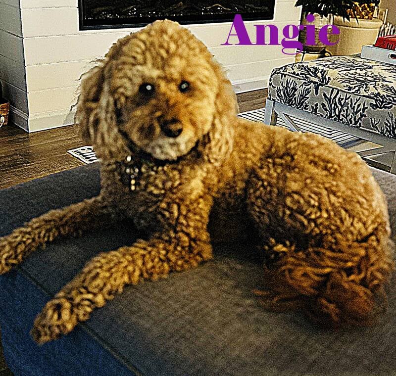 angie-standard.jpg