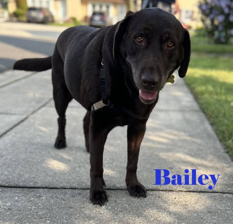 bailey-standard.jpg
