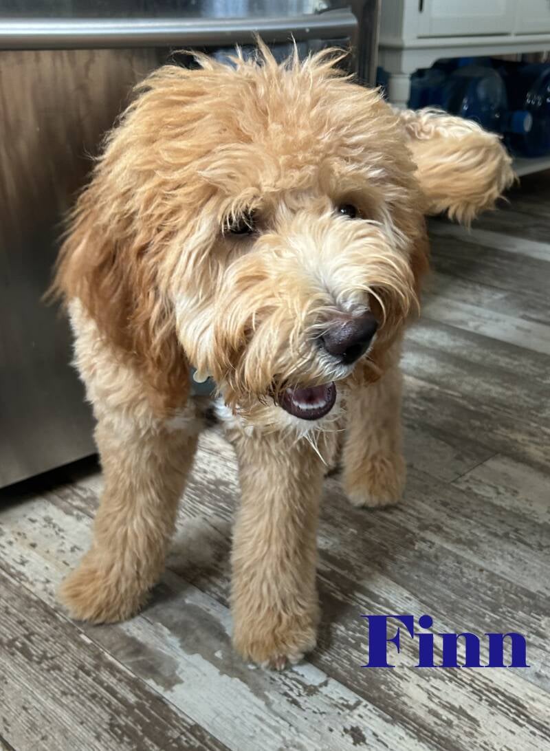 finn-standard.jpg