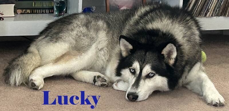 lucky-standard.jpg
