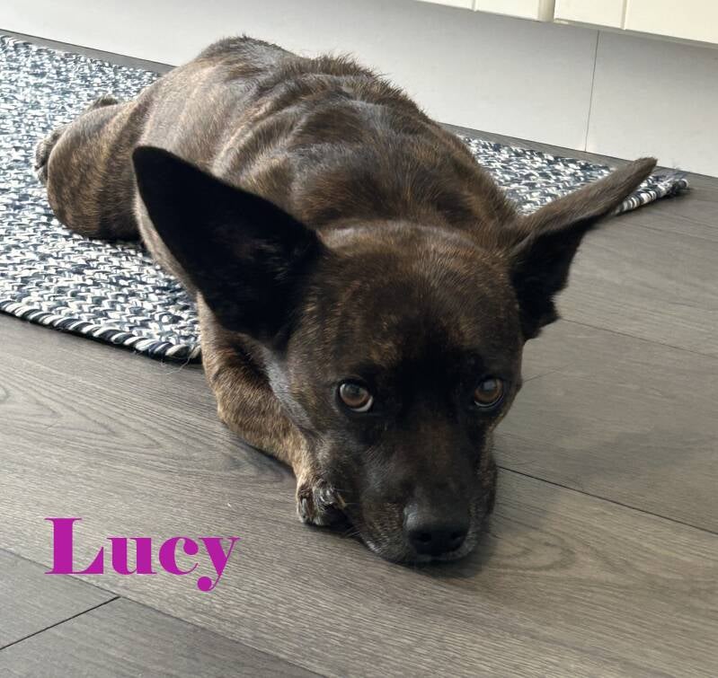 lucy-standard.jpg