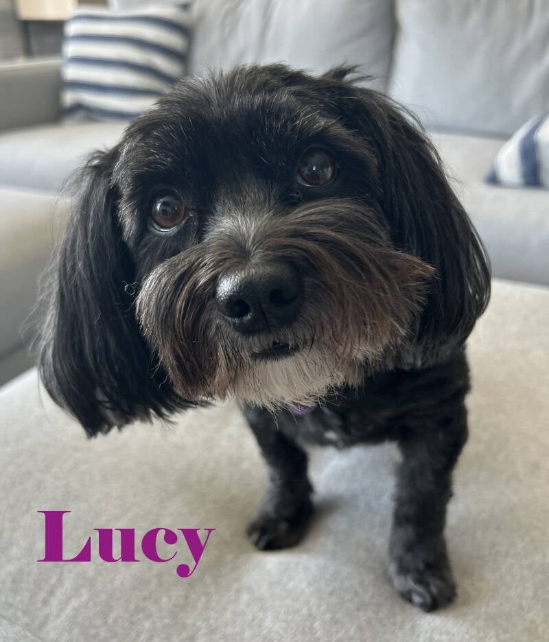 lucy2-standard.jpg