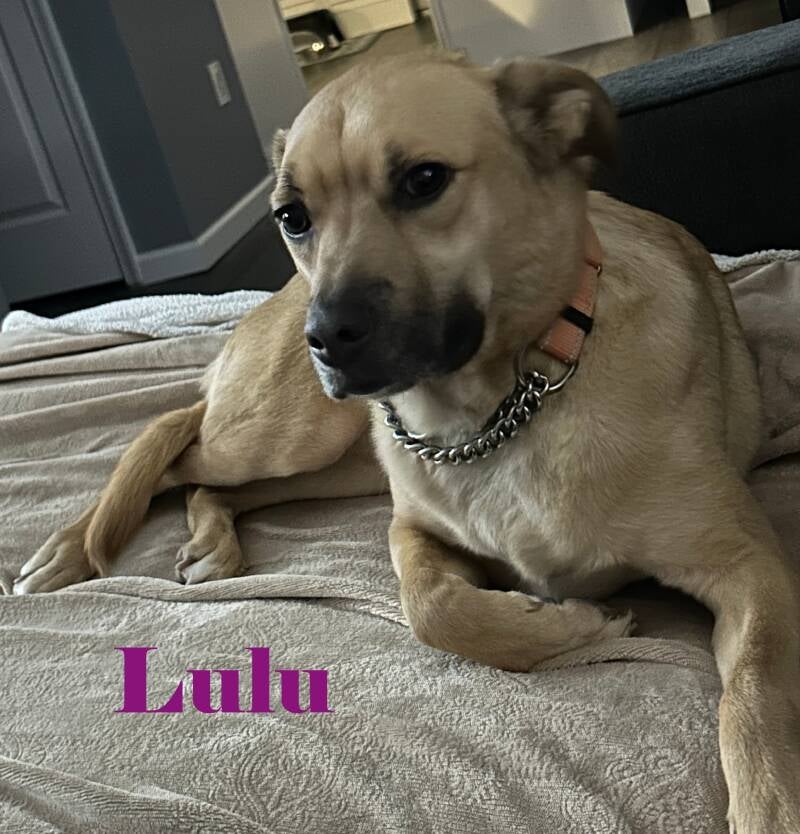 lulu-standard.jpg