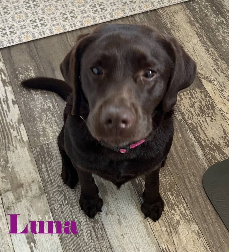 luna-standard.jpg