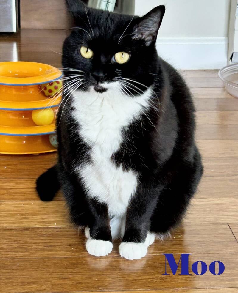 moo-standard.jpg