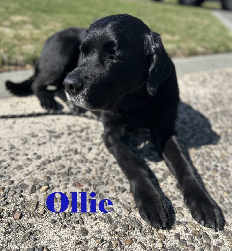 ollie2-standard.jpg