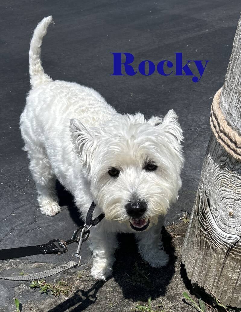 rocky-standard.jpg