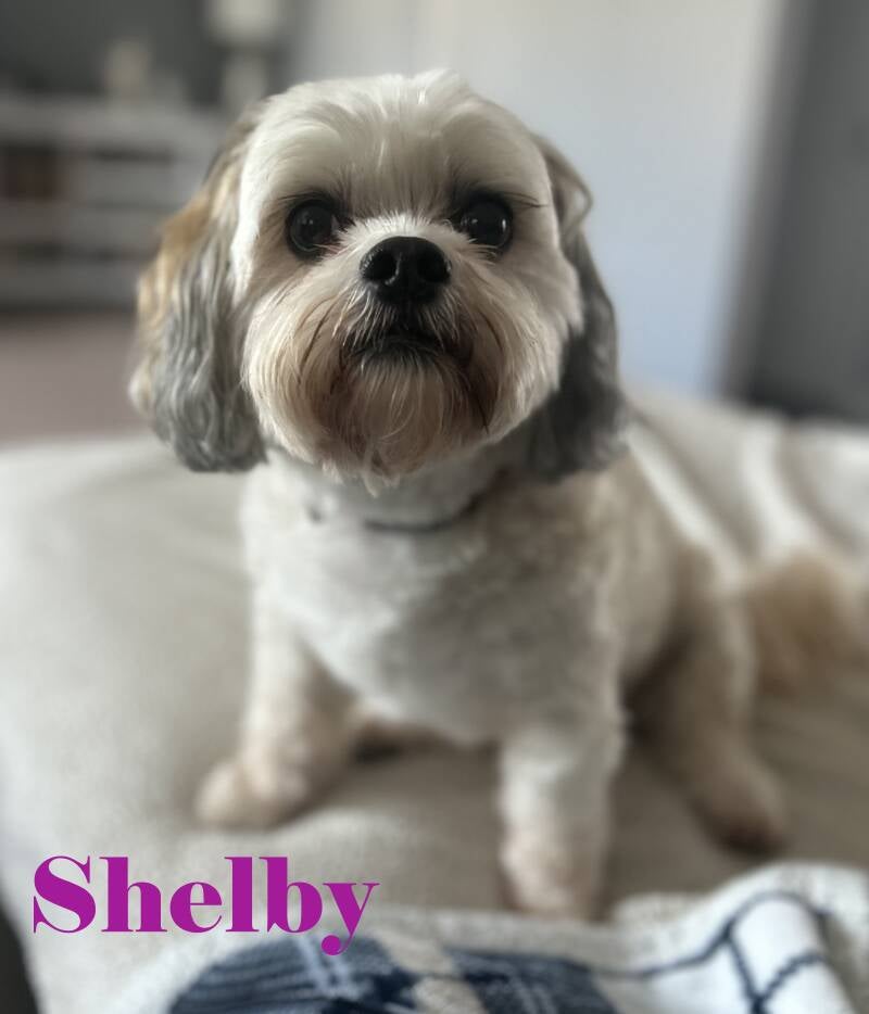 shelby-standard.jpg