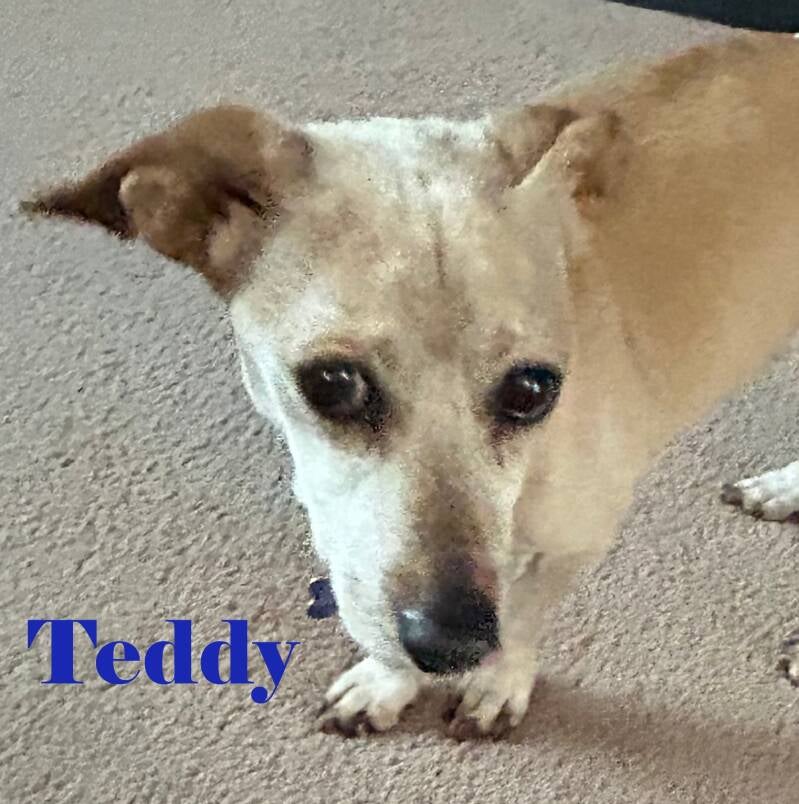 teddy-standard.jpg