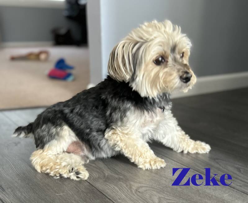 zeke-standard.jpg