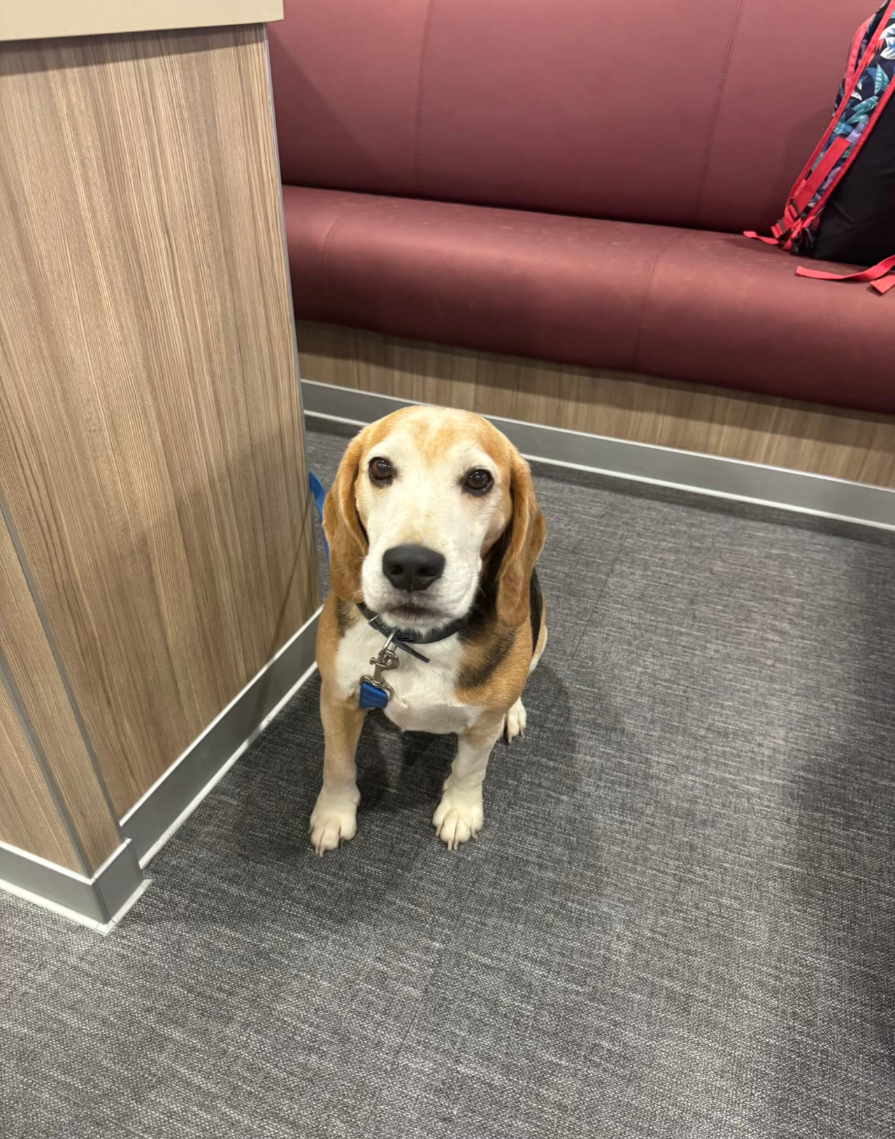 A dash hound sat in front of a red seat