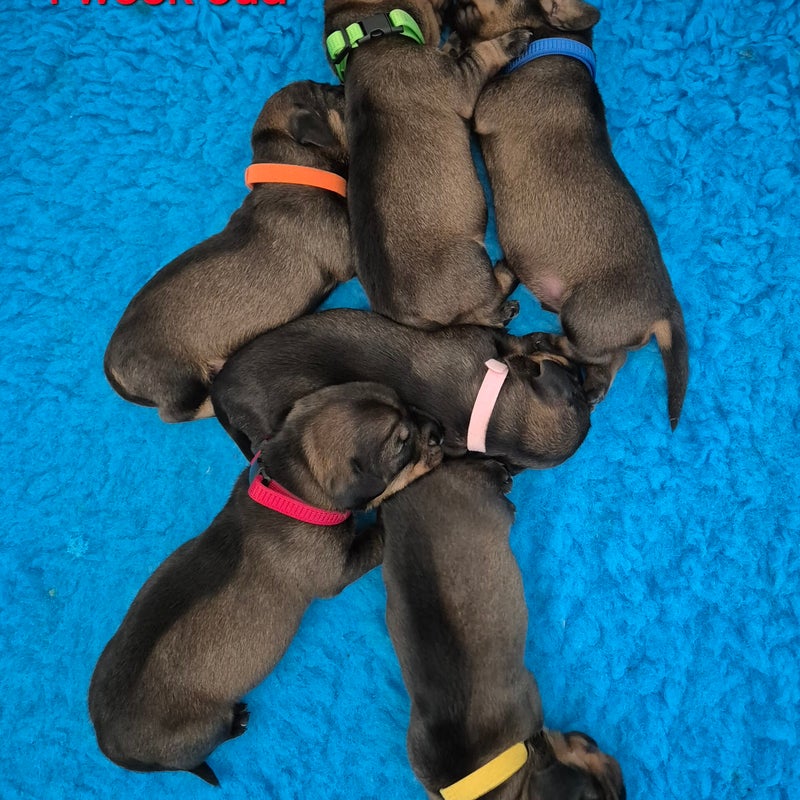 pups-1-week-oud-standard-hfuhuu.jpg