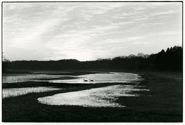 Analoge zwart wit foto van 2 zwanen in het water, omgeven door een landschap met grasvelden, bos en duinen, tegen mooi hemel met zonsondergang