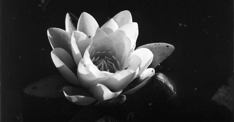 Analoge zwart wit foto gemaakt met een 6x6 middenformaat camera; close-up van een waterlelie met 2 vliegjes