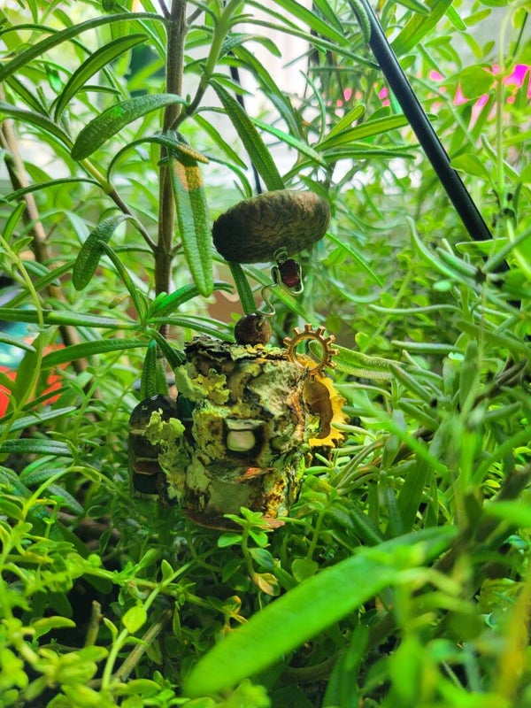 Lichen Residence