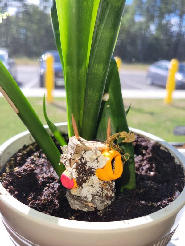 Cordyceps Fort