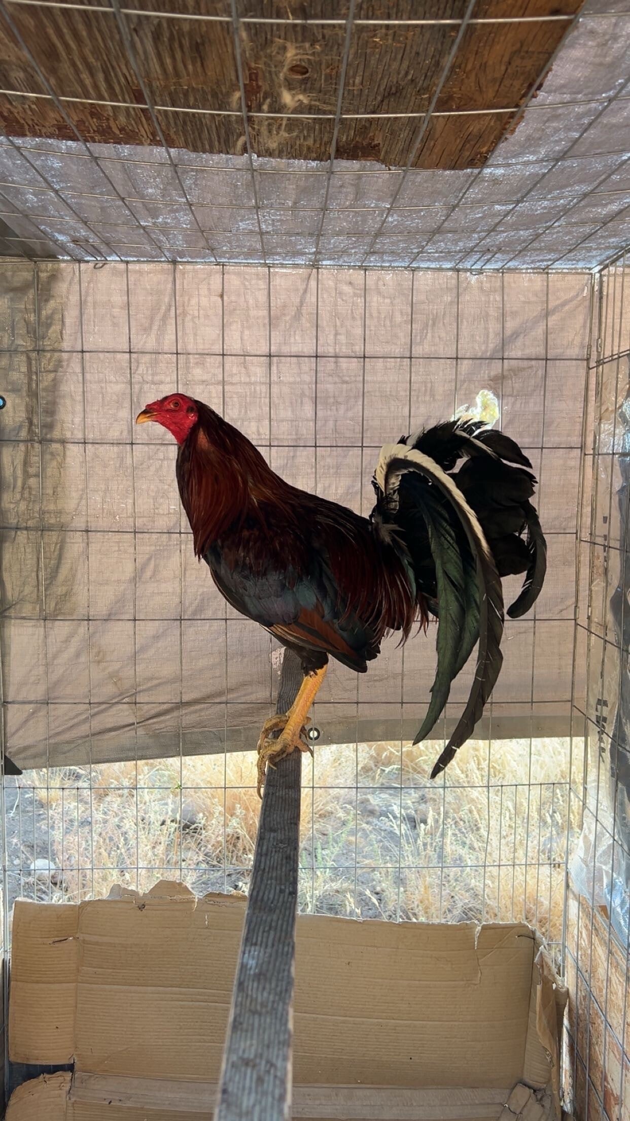 Kelso cardinal