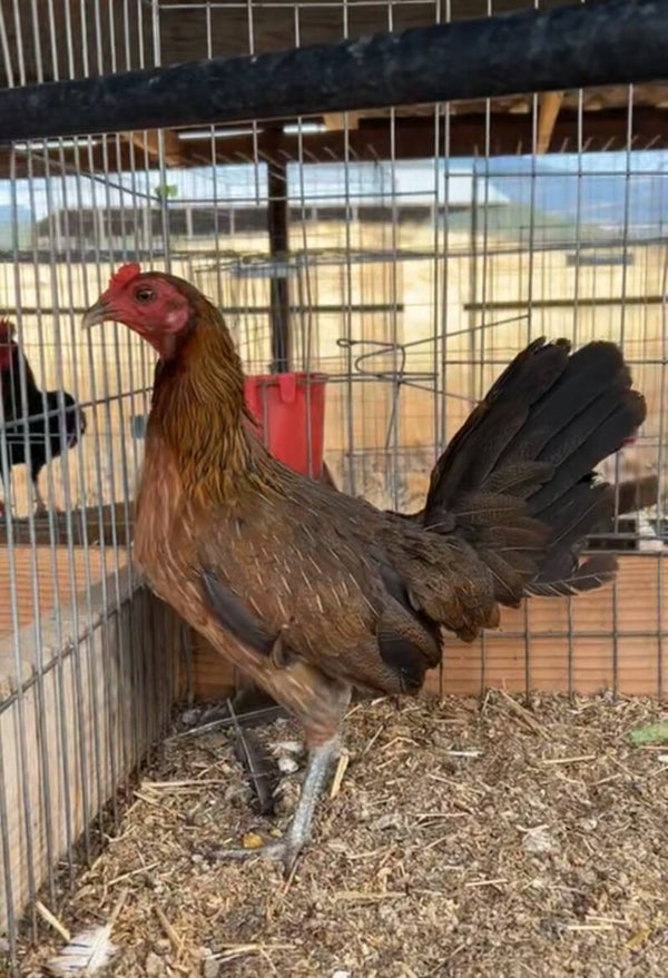 Leiper hen