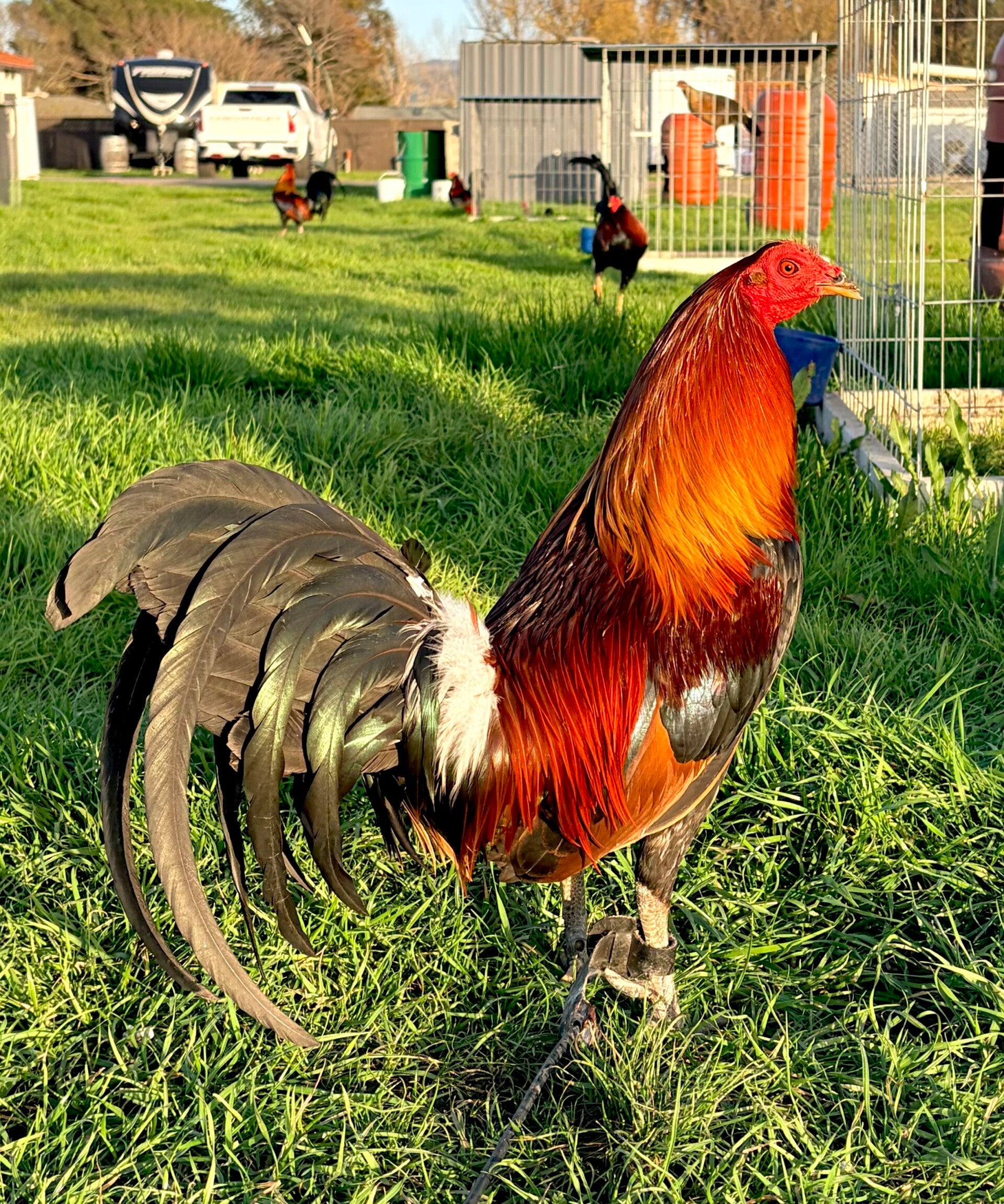Pure Blueface Hatch