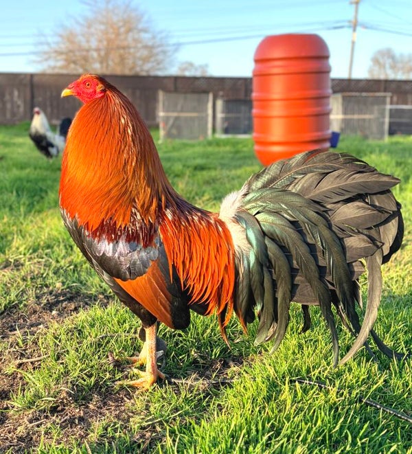 Pure Yellow Leg Hatch