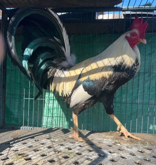 Law grey blemished brood cock