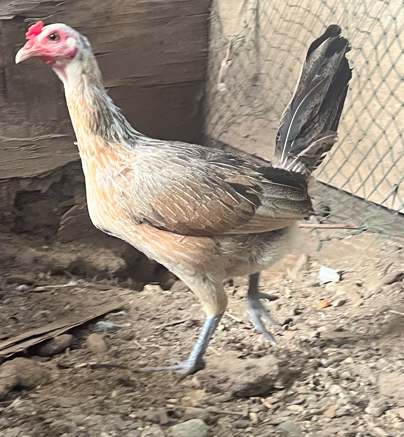 Pure grey pullet