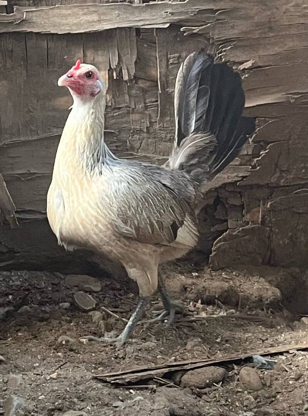 Pure grey pullet