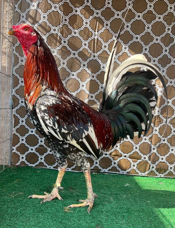 Half cowan half spangled hatch