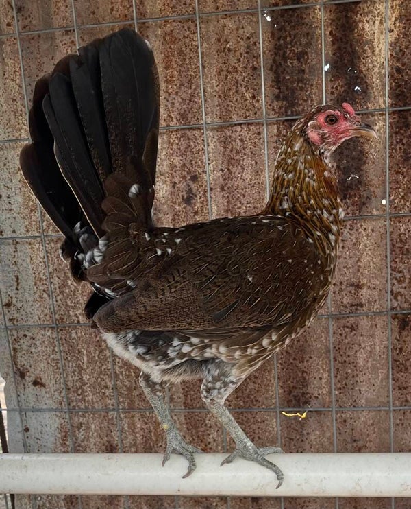 North Carolina Spangled Brood Hen