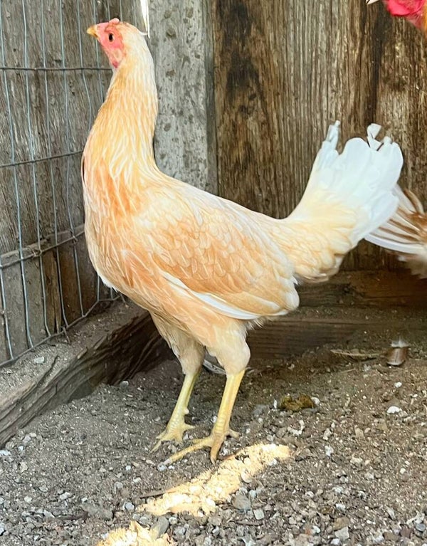 Cowan Pumpkin Hennie