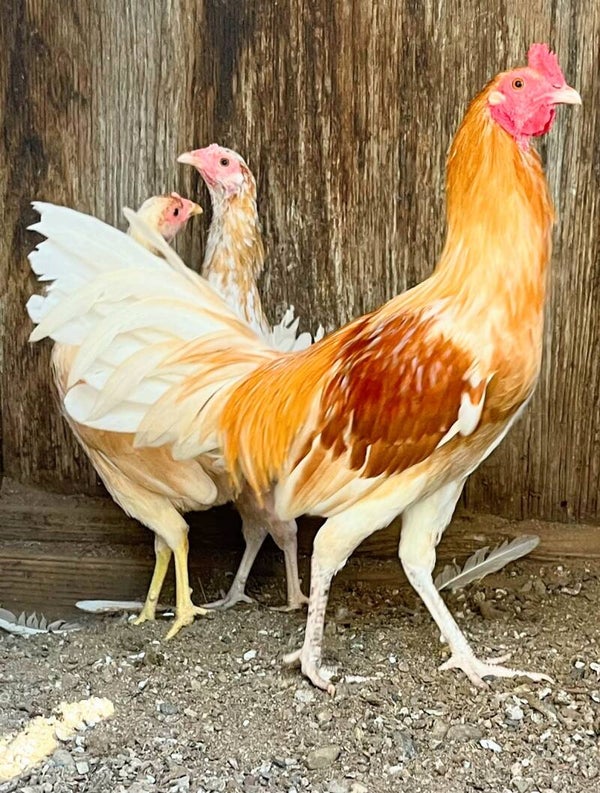 Cowan Pumpkin Hennie