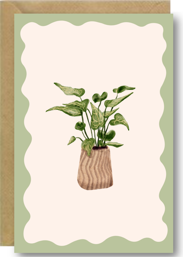 Blanco - plant