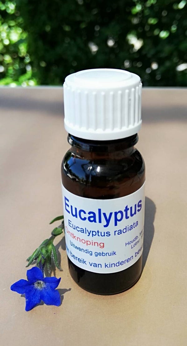 Eucalyptus Radiata 11ml