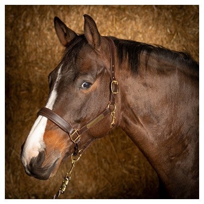 Halster Leder Anatomic