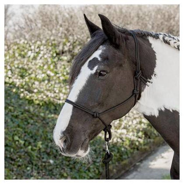 Touwhalster Harry's Horse