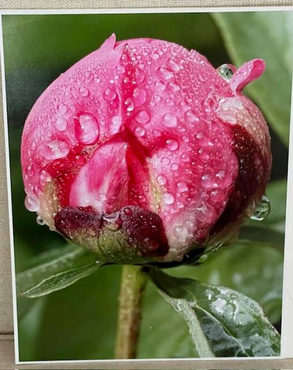 BUDDING PEONY