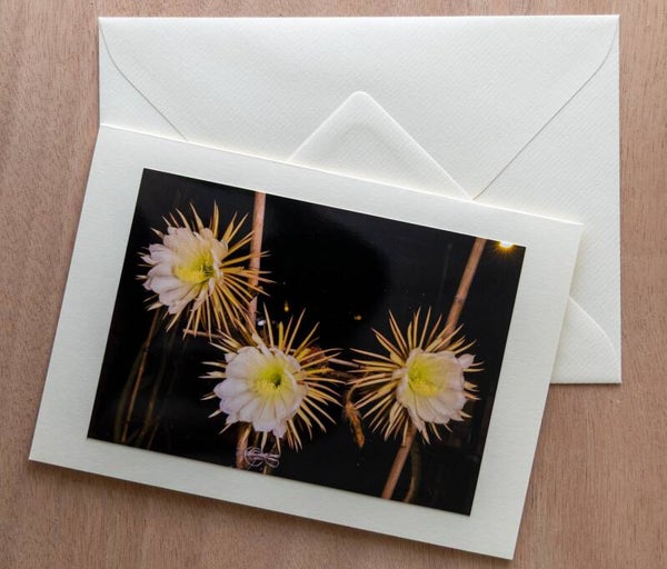 Postkarten Königen der Nacht mit Drei Blüten
