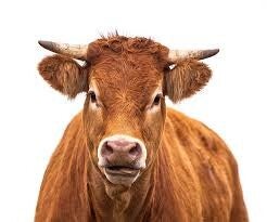 Świeże mięso halal