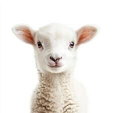 Świeże mięso halal