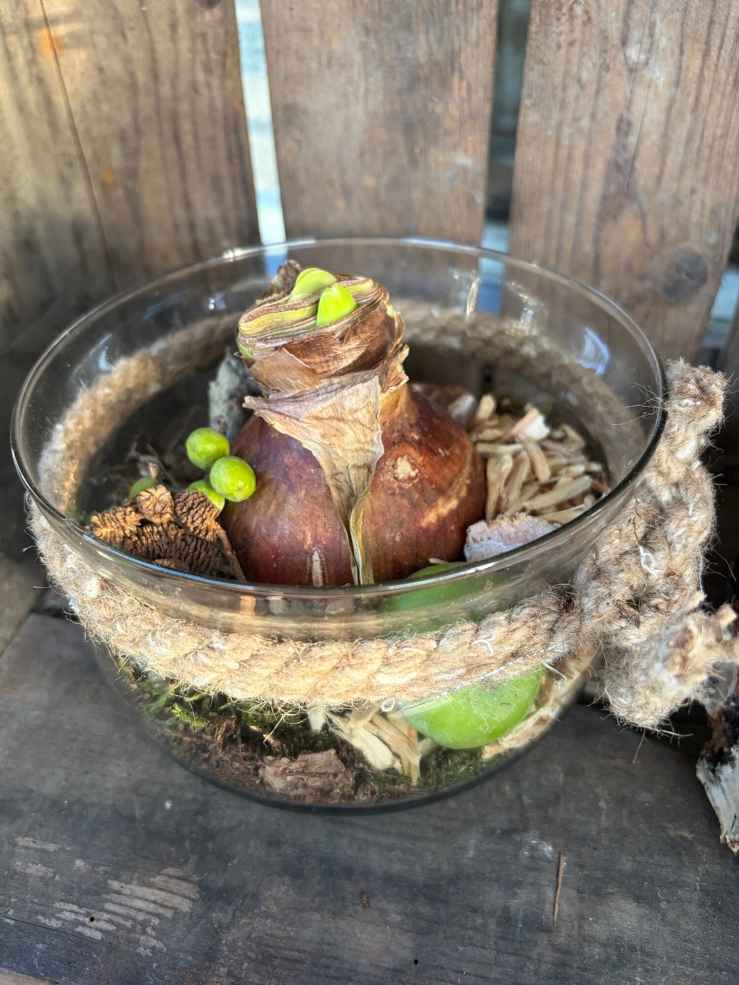 Amaryllis arrangement