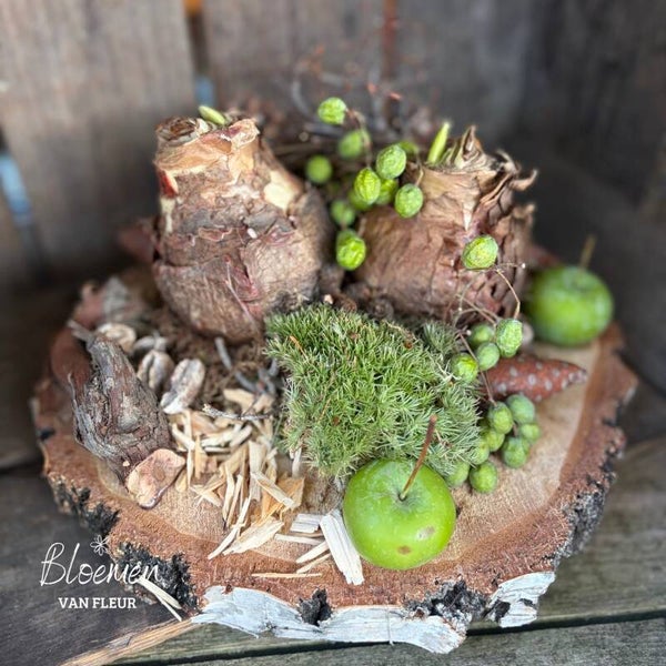 Amaryllis bol op houten schijf