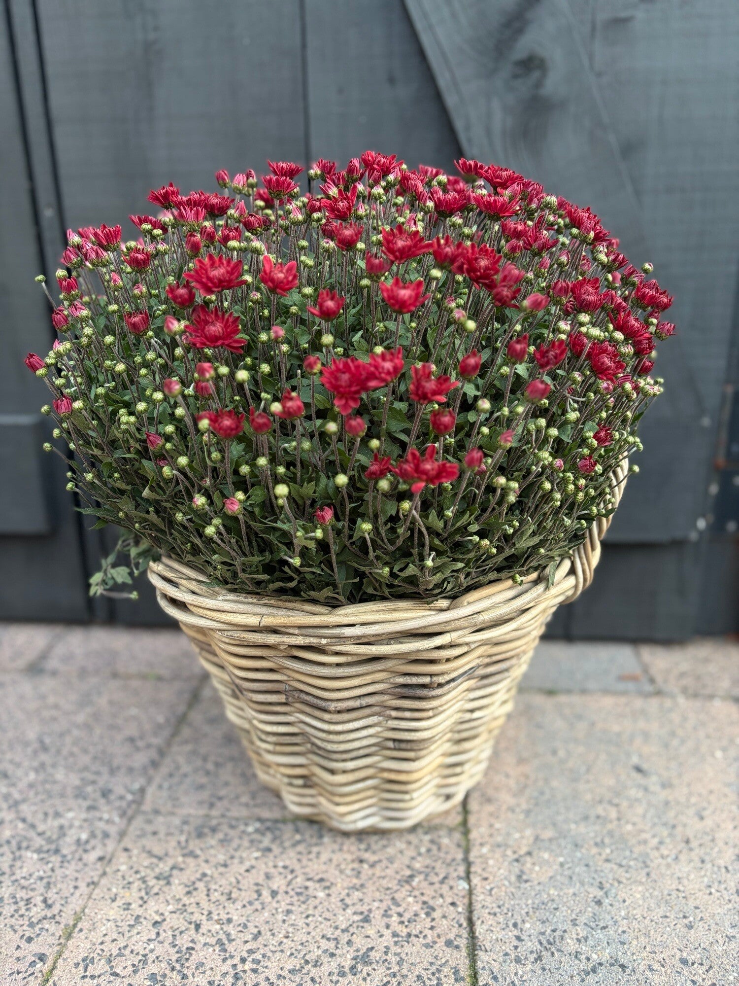 Bolchrysant in rieten mand