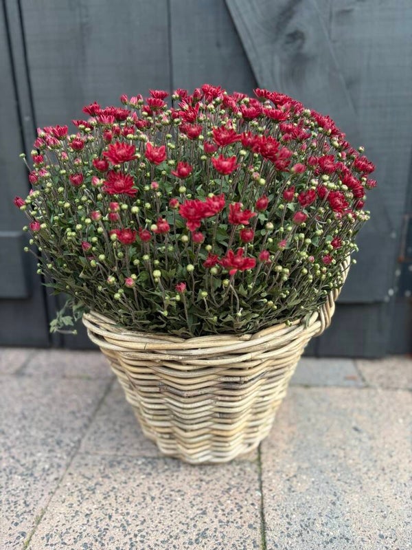 Bolchrysant in rieten mand