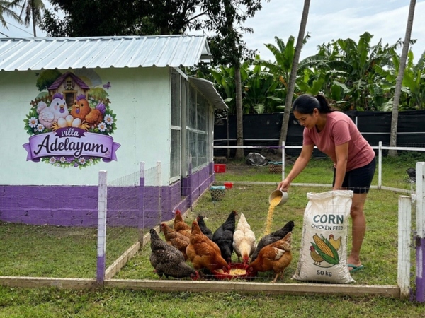 Chicken & Duck Food