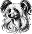 Gabi Dog Groomer