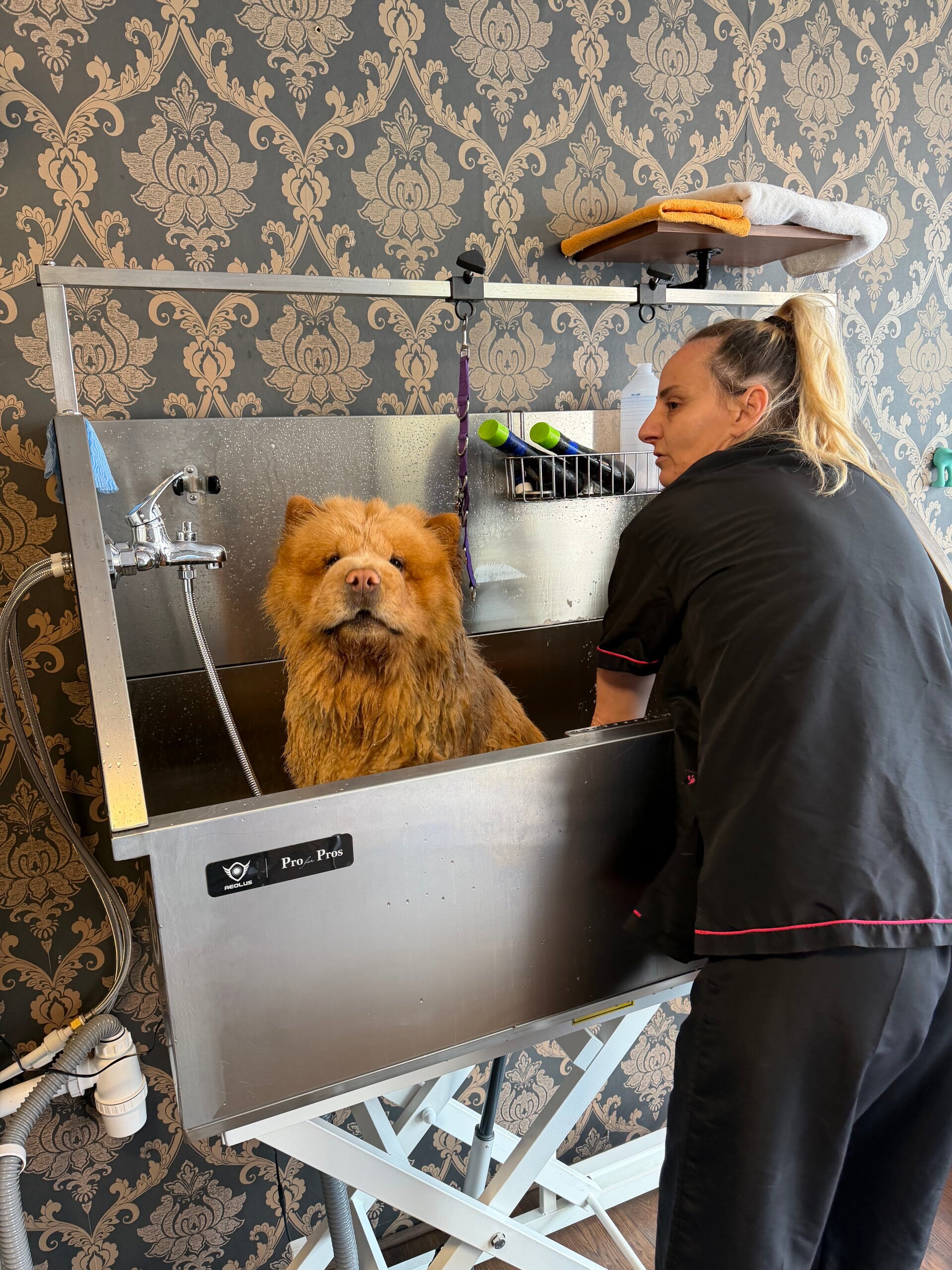bathing dog
