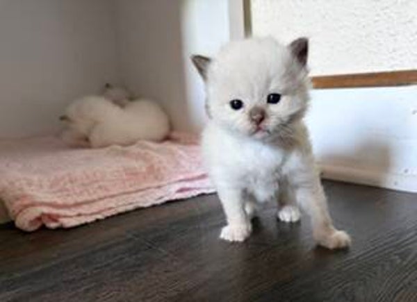 Chocolate Mitted Boy, Light Blue Collar