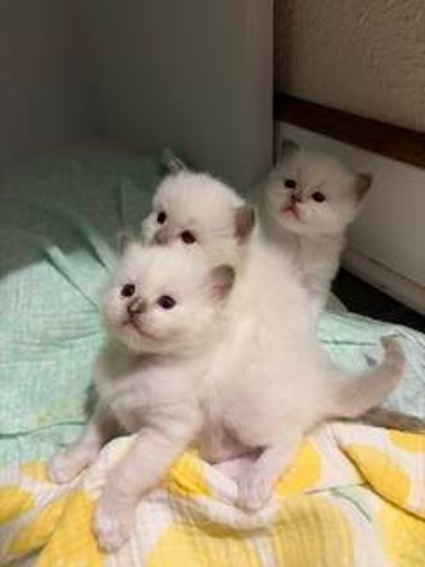 Stella"s Litter Deposit