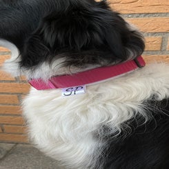 Halsband aus Softshell 