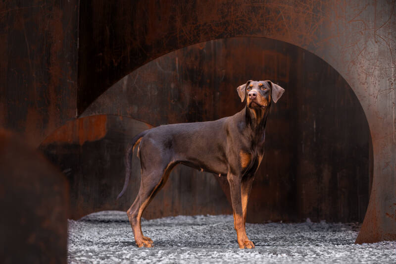 kinga-hoge-resolutie-standard-21x6n1.jpg